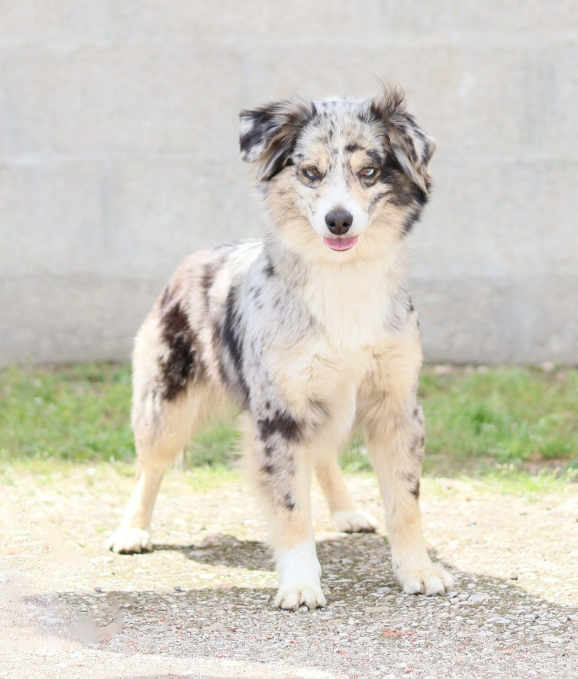 Saphir suriel Des Petits Saphirs