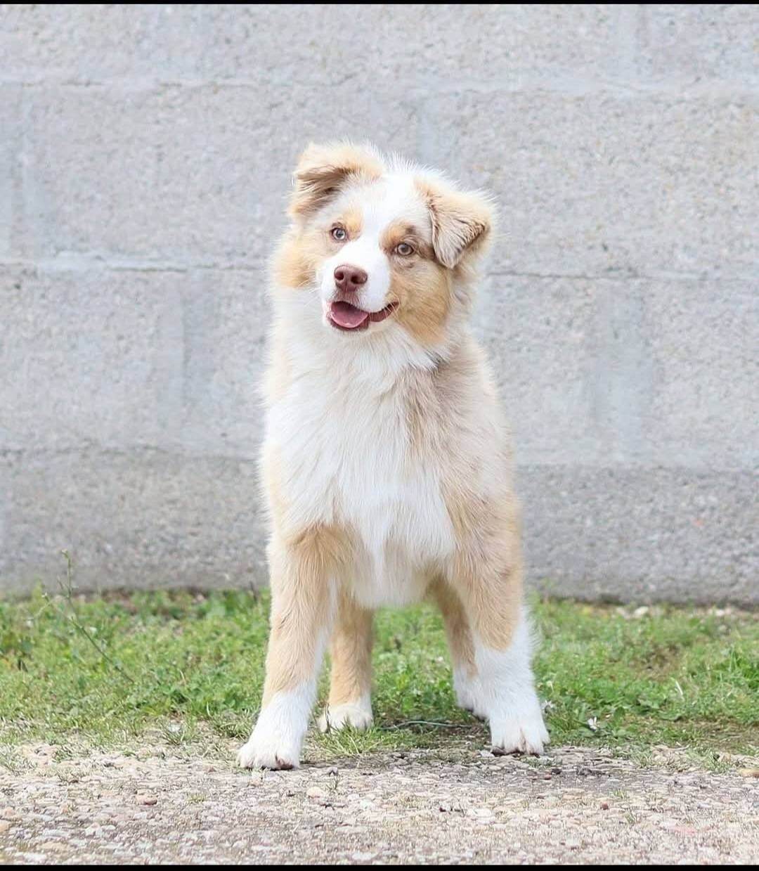 Mini's Red Mountain Vasariah