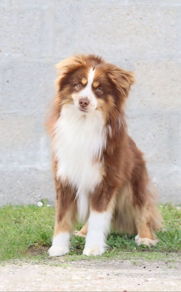 Unis vers gabriel des Petites Symphonies