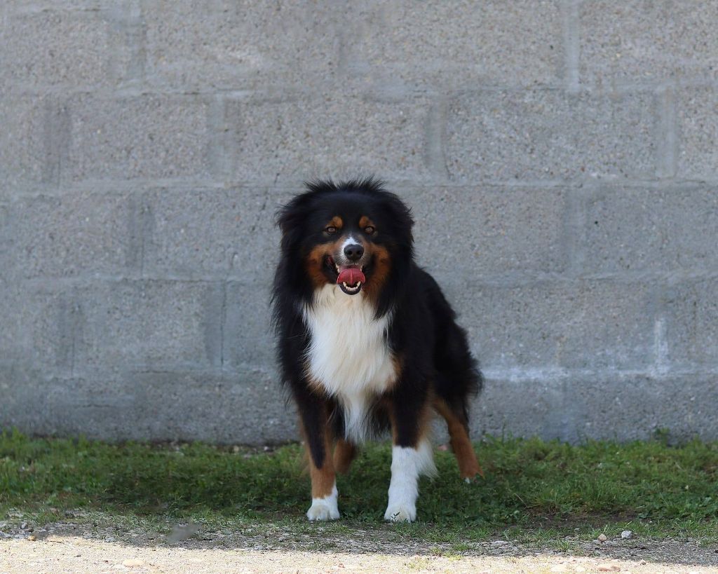 Santos angeles Des Griffes de Feu