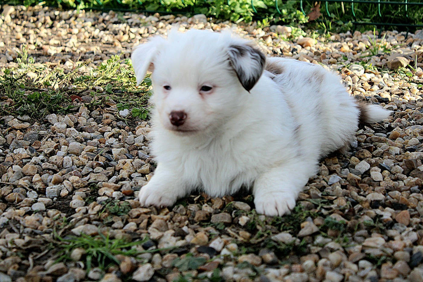 Marine Moreno - Chiots disponibles - Berger Américain Miniature 