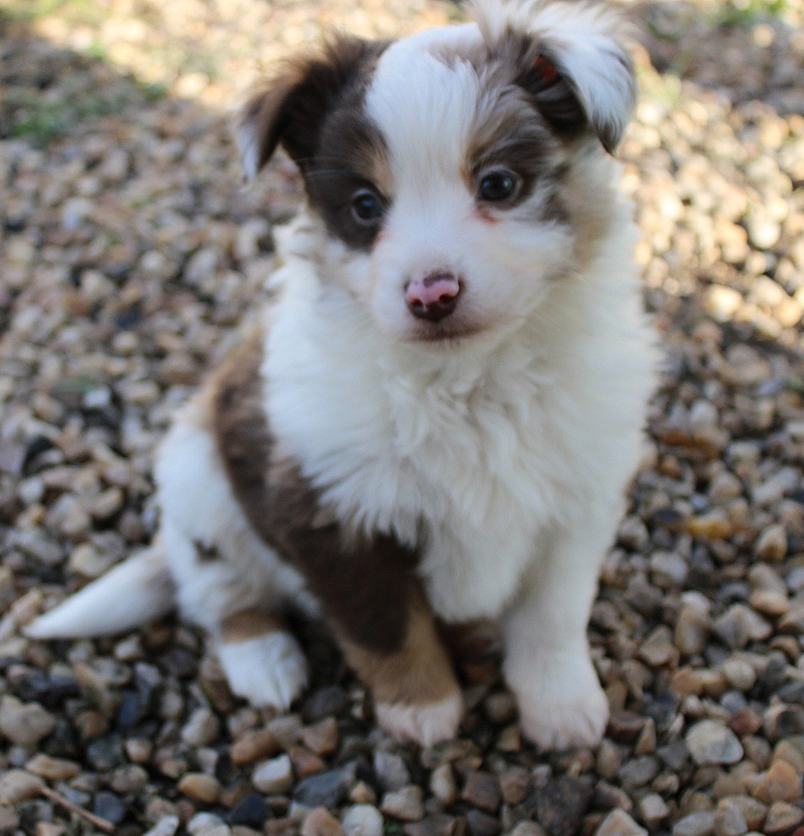 Marine Moreno - Chiots disponibles - Berger Américain Miniature 