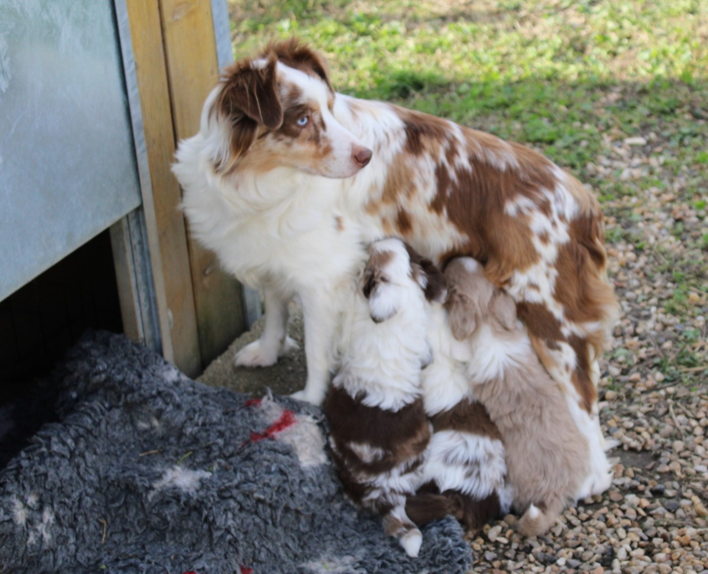 Chiot Berger Américain Miniature  Marine Moreno
