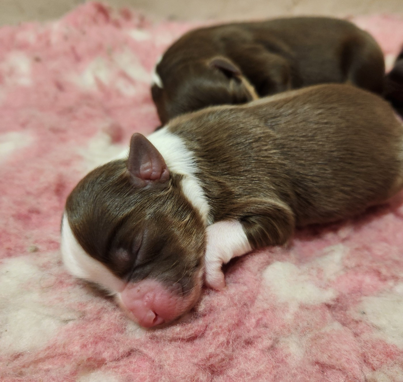 Marine Moreno - Chiots disponibles - Berger Américain Miniature 