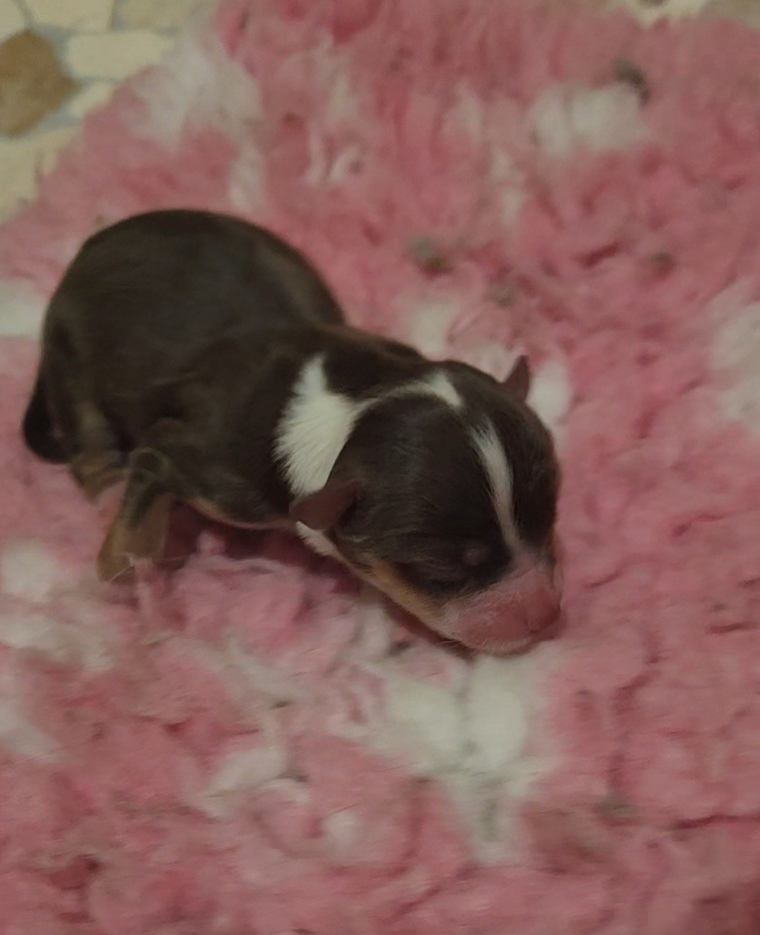 Marine Moreno - Chiots disponibles - Berger Américain Miniature 