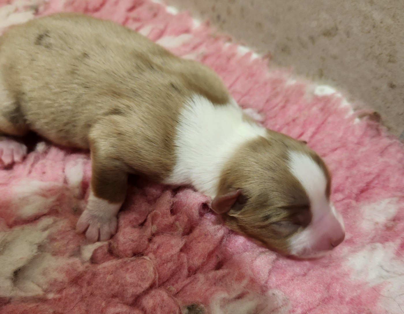 Marine Moreno - Chiots disponibles - Berger Américain Miniature 