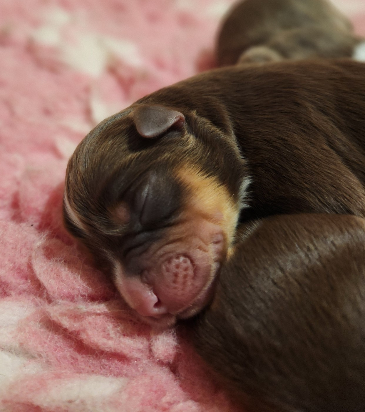 Marine Moreno - Chiots disponibles - Berger Américain Miniature 